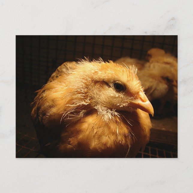Carte Postale Chick (Devant)