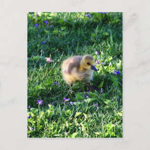 Carte Postale Chick d'oie du Canada sur l'herbe avec fleurs