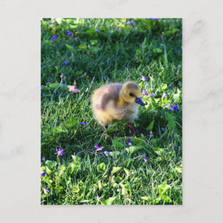 Carte Postale Chick d'oie du Canada sur l'herbe avec fleurs