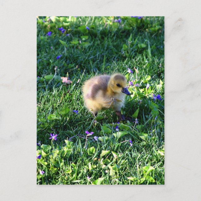 Carte Postale Chick d'oie du Canada sur l'herbe avec fleurs (Devant)