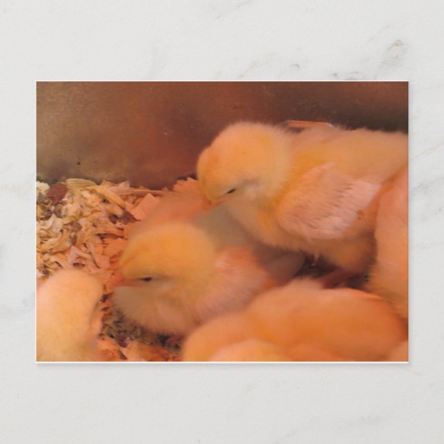 Carte Postale Chick Duo (Devant)