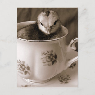 Carte Postale Chick In A Tea Cup