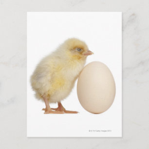 Carte Postale Chick with egg (2 days old)