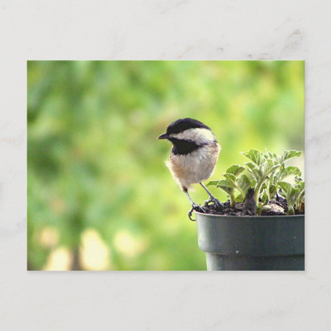 Carte Postale Chickadee (Devant)