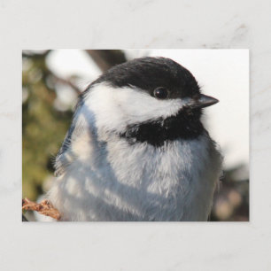 Carte Postale Chickadee 9693