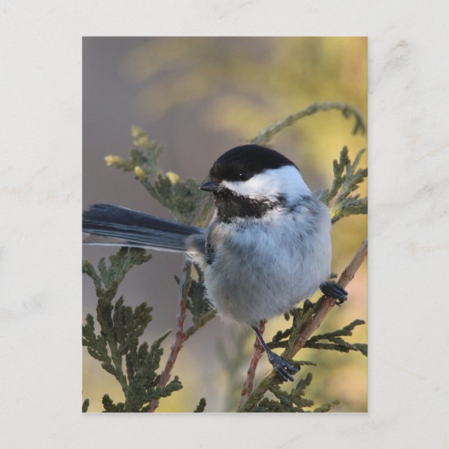 Carte Postale Chickadee_9695 (Devant)