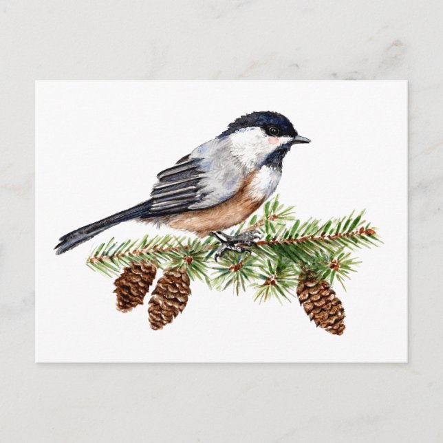 Carte Postale Chickadee d'hiver (Devant)