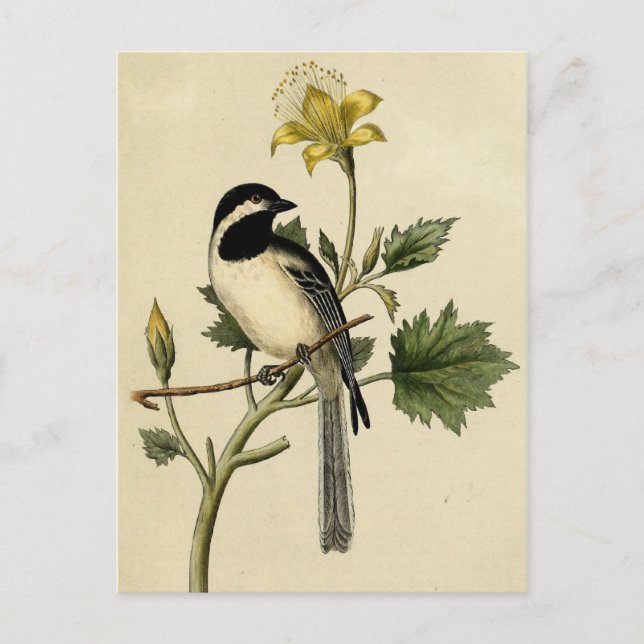 Carte Postale Chickadee long queues (Devant)