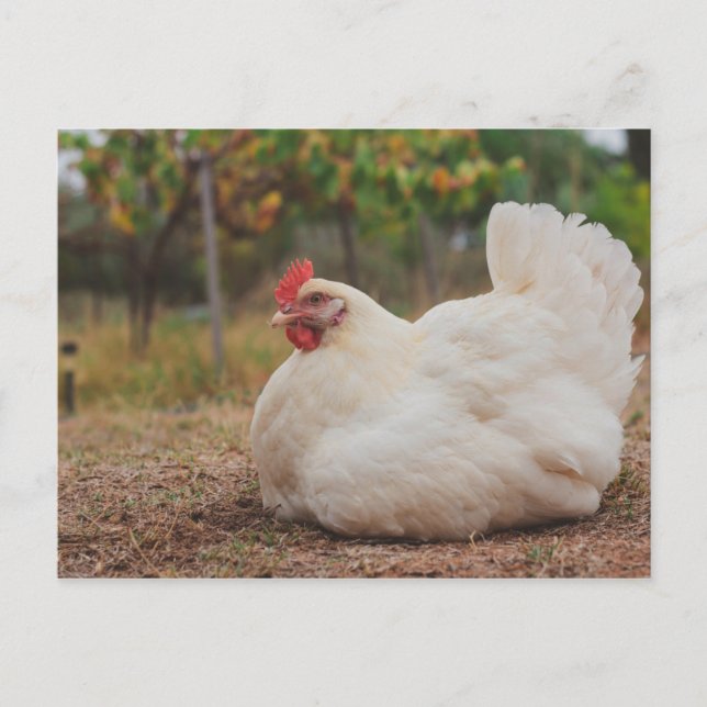 Carte Postale Chicken Funky Hen Hy Line Silver Brown (Devant)