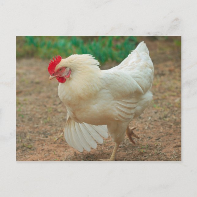 Carte Postale Chicken Funky Hen Hy Line Silver Brown (Devant)