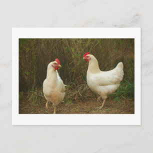 Carte Postale Chicken Funky Hen Hy Line Silver Brown