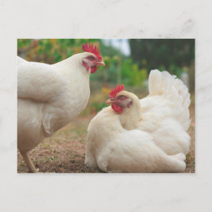 Carte Postale Chicken Funky Hen Hy Line Silver Brown