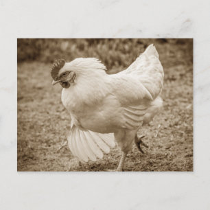 Carte Postale Chicken Funky Hen Hy Line Silver Brown