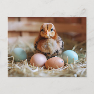 Carte Postale Chicken Next to Easter Nest with Colorful Eggs