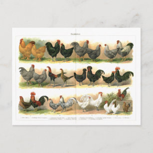 Carte Postale Chickens Roosters reproduction illustration