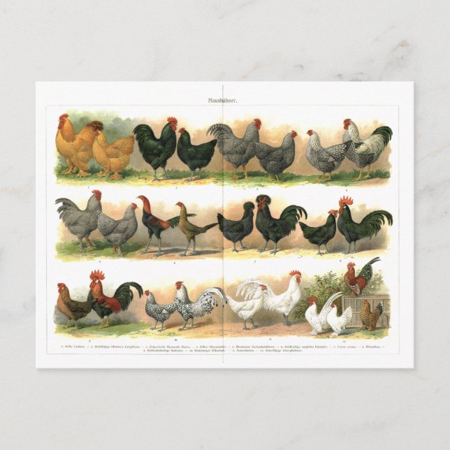 Carte Postale Chickens Roosters reproduction illustration (Devant)