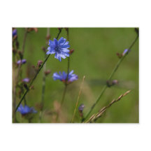 Chicorée bleue sur prairie verte.