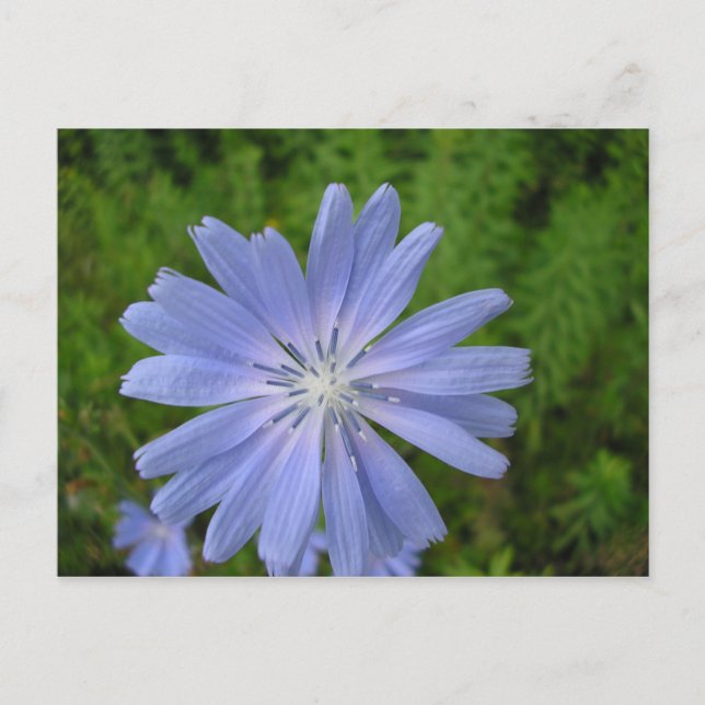 Carte Postale Chicorée sauvage (Devant)