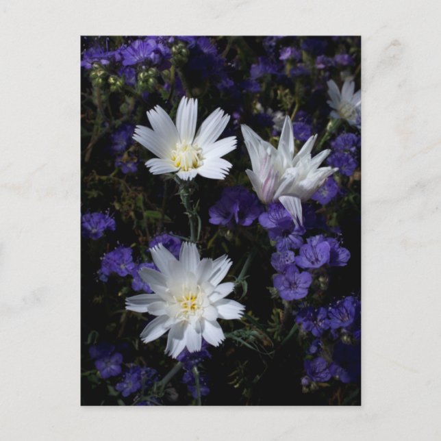 Carte Postale Chicory et fleurs sauvages de Phacelia (Devant)