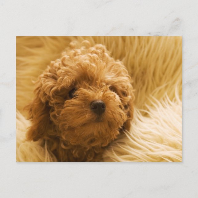 Carte Postale Chien (Devant)