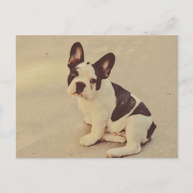 Carte Postale Chien (Devant)