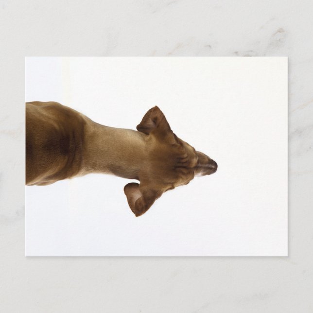 Carte Postale chien (Devant)