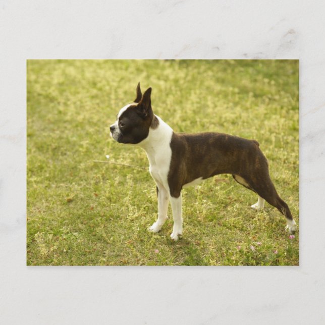 Carte Postale Chien (Devant)