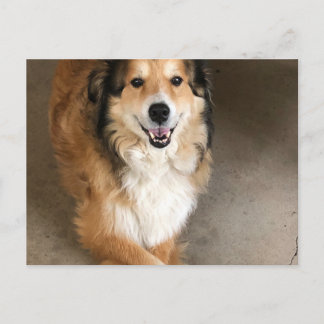 Carte Postale Chien