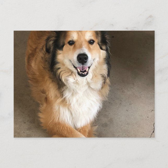 Carte Postale Chien (Devant)