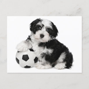 Carte postale Chien à Chien à Chien Havanais