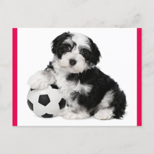 Carte postale Chien à Chien à Chien Havanais
