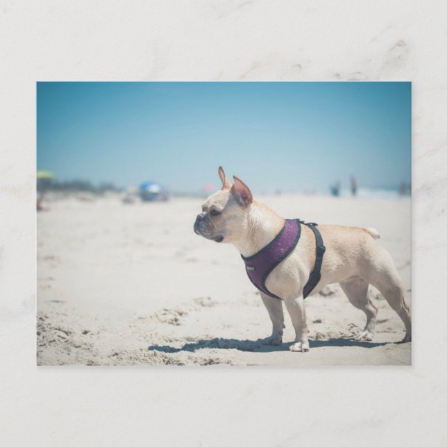 Carte Postale Chien À La Plage (Devant)