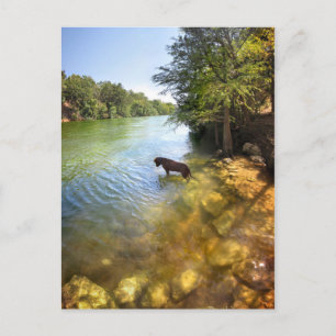 Carte Postale Chien à Ladybird Lake - Centre-ville d'Austin Texa