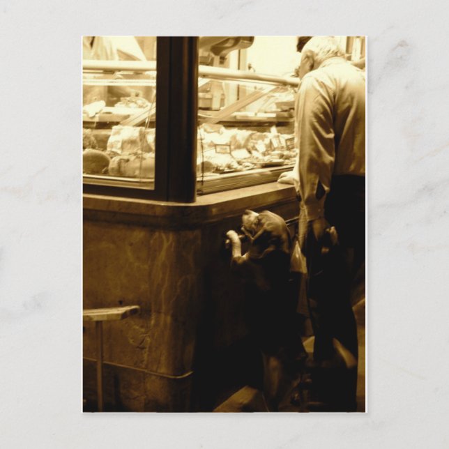 Carte Postale Chien affamé en Italie (Devant)