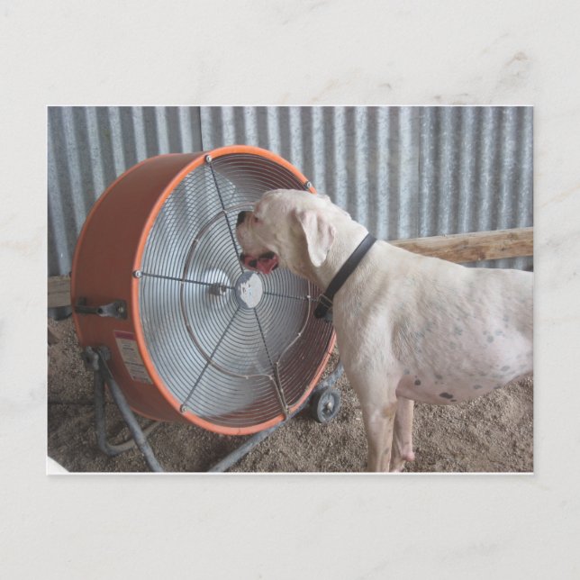 Carte Postale Chien - Aimer la brise (Devant)