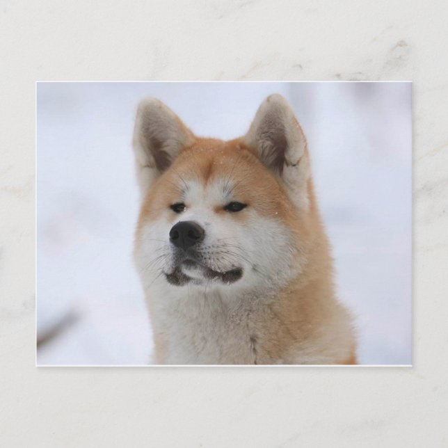 Carte Postale Chien Akita Inu Sérieux (Devant)