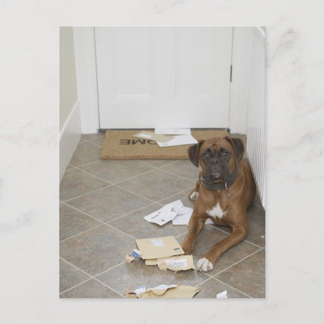 Carte Postale Chien allongé près du paillasson et courrier mâcho (Devant)