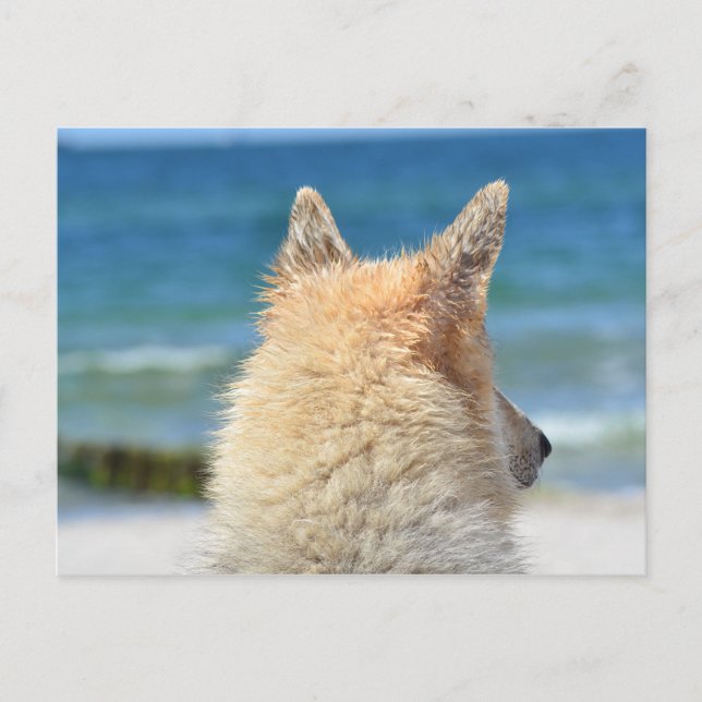 Carte Postale Chien Animaux À La Plage | Surf de sable marin (Devant)
