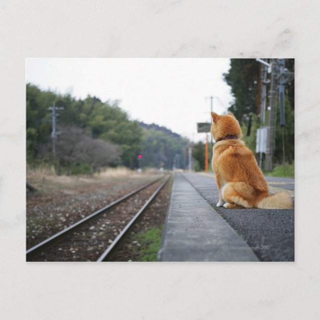 Carte Postale Chien assis à la gare (Devant)