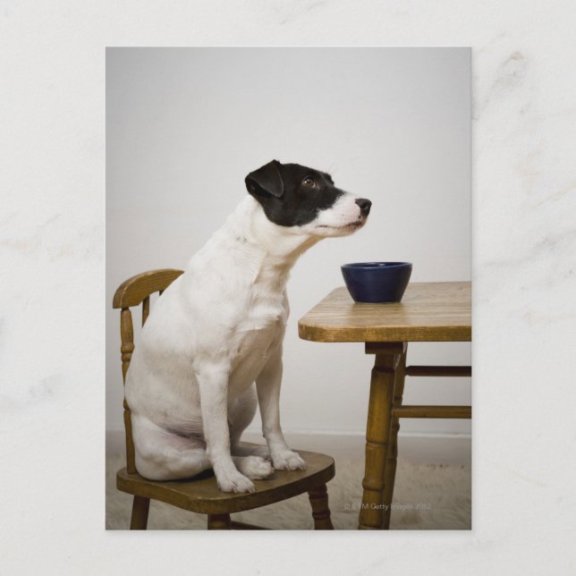 Carte Postale Chien assis sur une chaise devant un bol sur (Devant)