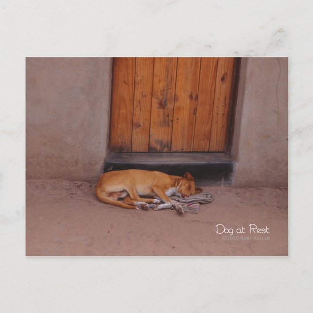 Carte Postale Chien au repos (Devant)