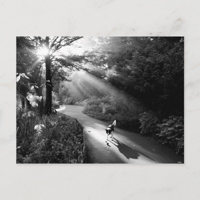 Carte Postale Chien au soleil du matin (Devant)