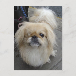 Carte Postale chien aux yeux