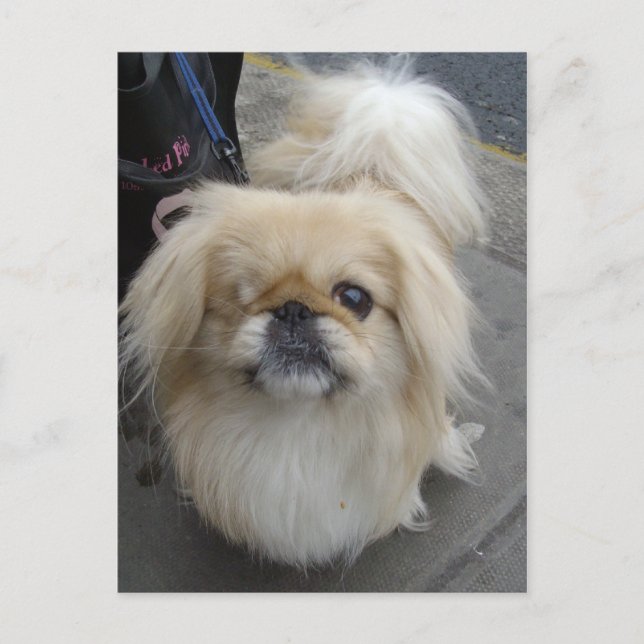 Carte Postale chien aux yeux (Devant)