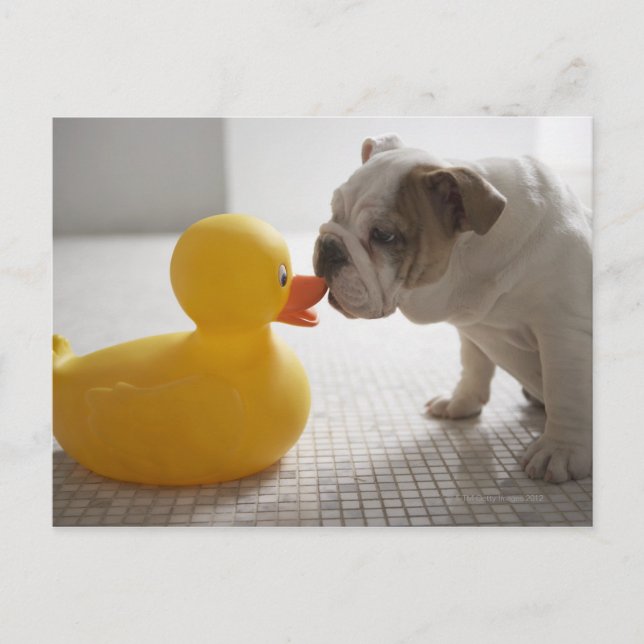 Carte Postale Chien avec canard en plastique (Devant)