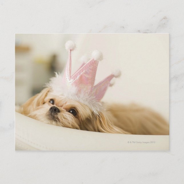 Carte Postale Chien avec couronne (Devant)