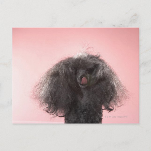 Carte Postale Chien avec les cheveux devant le visage et la lang (Devant)