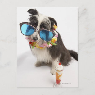Carte Postale Chien avec lunettes de soleil et parfait
