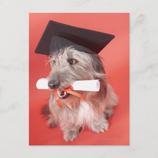 Carte Postale Chien avec mortier et diplôme (Devant)