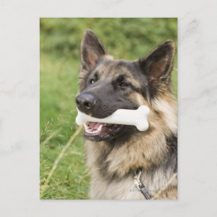 Carte Postale Chien avec os
